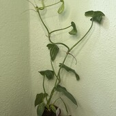 Філодендрон Голден Вайолін, Philodendron Golden violin