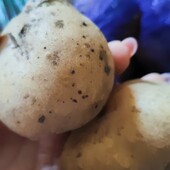 Картопля домашня лот 10 кг