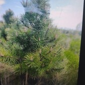 сосна жива з корінням 1 штук 50 см