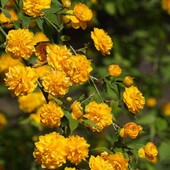 Керрія японська Пленіфлора у горщику 1 л, висота 80+ см