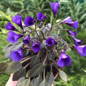 Vallarta Campanas Moradas - вкорінений лист
