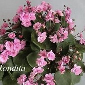 Рондита- вкорінений лист
