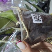 Орхідея відцвіташка колір сюрприз