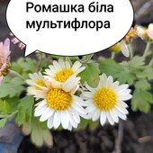 Фото №5