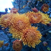 Хризантема гілкова оранжева