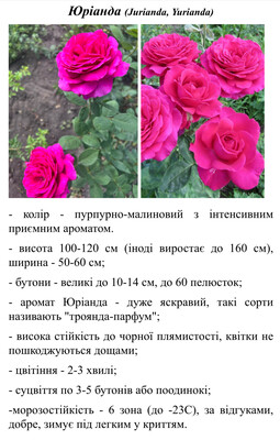 Фото №1