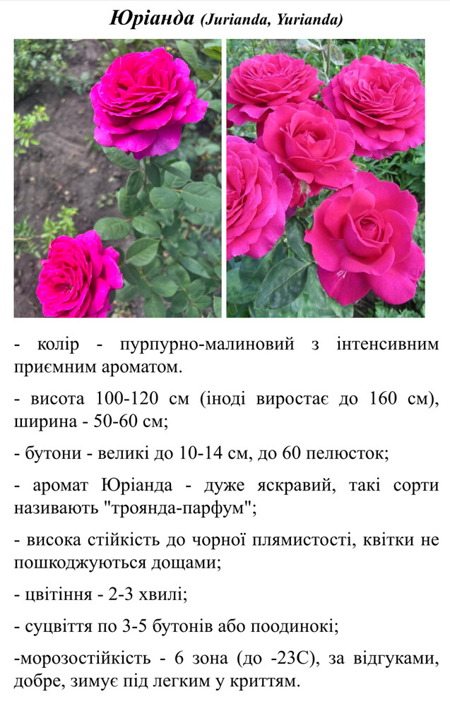 Фото №1