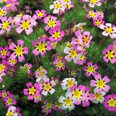 Лептосифон, смесь, семена 0,1 г до 2027 г Цветет всё лето!!!