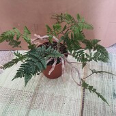 Папоротник Даваллия