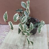 Фикус Радиканс