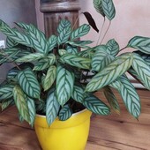 Неймовірна красива Калатея Бахема(крупні листки), в лоті люба на фото 4-5