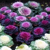 Капуста декоративная смесь.