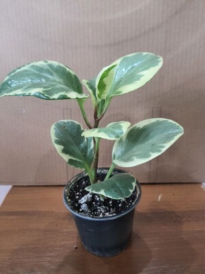 Фото №1 class=