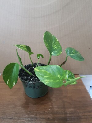 Фото №1 class=