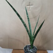 Сансевиерия.Сорт Меган.