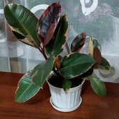 Фикус каучуконосный эластика белиз