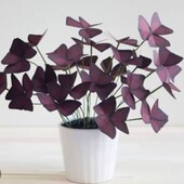 Кімнатна рослина кисличка (оксаліс)1шт