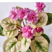 Fancy Trail - (трейлер з клакамусним листям) дітка