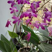 Саджанець орхідеї Дендробіум