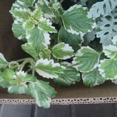 Плектрантус