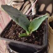 Агава Амереканська