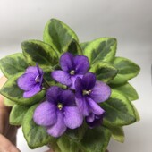 Фіалка Rob's Lucky Charm листова химера