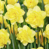 20+ шт - лот! Нарцисс. Нарцис. Цибулини нарцису. Луковицы нарцисса. Багаторічні квіти,