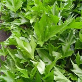 плющ Green Ripple у горщику 0,4 л, останній! Краща пора для посадок.