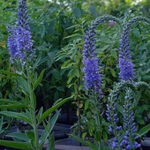 Вероніка колосиста синя, рожева. У лоті  кущ. Краща пора для посадки 