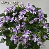 Сенполия Rob's Humpty Doo - дітки ( минитрейлер )