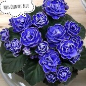 "Ness Crinkle Blue "" -- вкорінений лист (полумини )