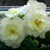 ЛЕ-Блонди- вкорінений лист