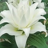 Лілія Май Веддінг–14/16