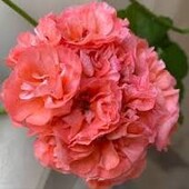 Пеларгонія Mormor