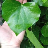 плющ колхідський у горщику 0,4 л