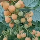 Малина Янтарь