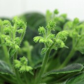 Фіалка Neverfloris - дітка