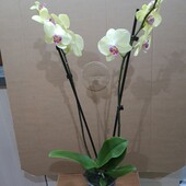 Орхидея фаленопсис.