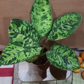 Хомелонема (Homalomena)