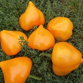 .Перець солодкий Леся жовтий, 15 насінин,