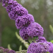 Будлея Давида "Orchid Beauty" 40+