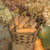 Морква домашня, елітні сорти, 5 кг