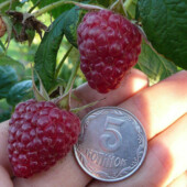 10 шт! Малина Полка, Полька, ремонтантная, Посадочный материал с корнем, крупная, сладкая,