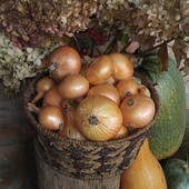 Цибуля домашня, лот 4 кг