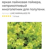 Гейхера Лайм Мармелад.