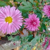 Хризантема корейка.