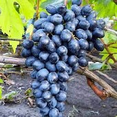 Cаджанець винограду "Молдова". (Останній лот)