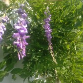 Гліцинія, розкішний дорослий кущ