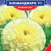 Чорнобривці Кіліманджаро. Низькорослі з великими кремовими шаровидними квітами.