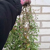 Сапонарія( Мильнянка) базиліколиста, 2- річн. ,кущ на фото 